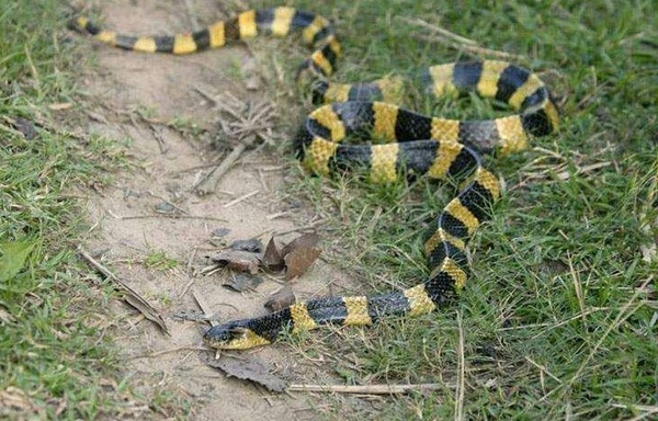 干货满满，在深山里面被毒蛇咬了怎么自救