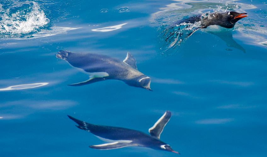 企鹅号怎么注册赚钱,企鹅号怎么玩才能快速通过试运营