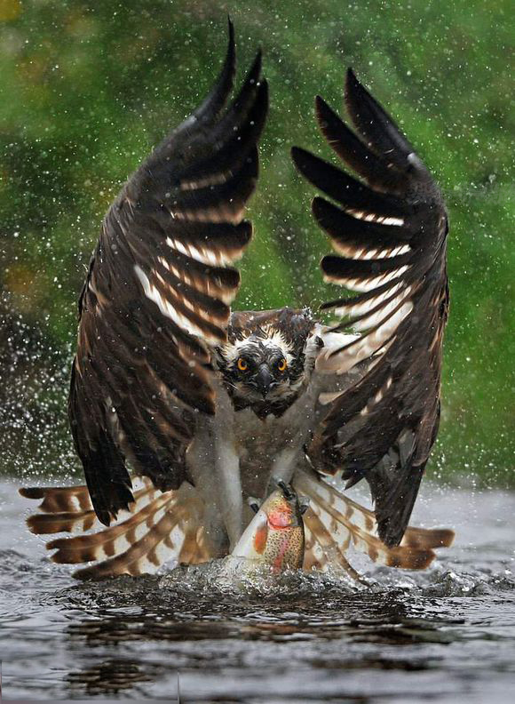 鸟类名字生僻字,带有鸟字的生僻字