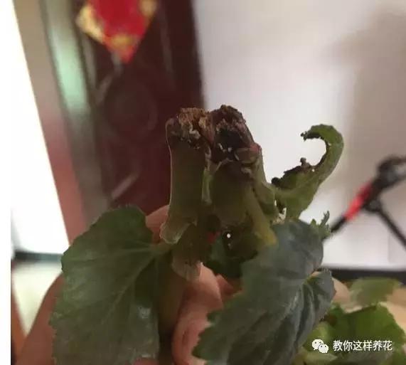 海棠到冬天叶片都掉光了,海棠到夏天就落叶