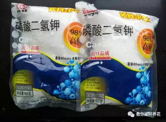 海棠到冬天叶片都掉光了,海棠到夏天就落叶