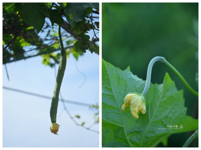 植物美图笔记~各种瓜（葫芦科植物）