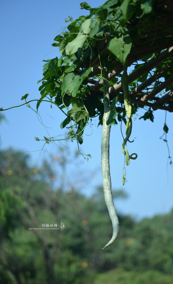 植物美图笔记~各种瓜（葫芦科植物）