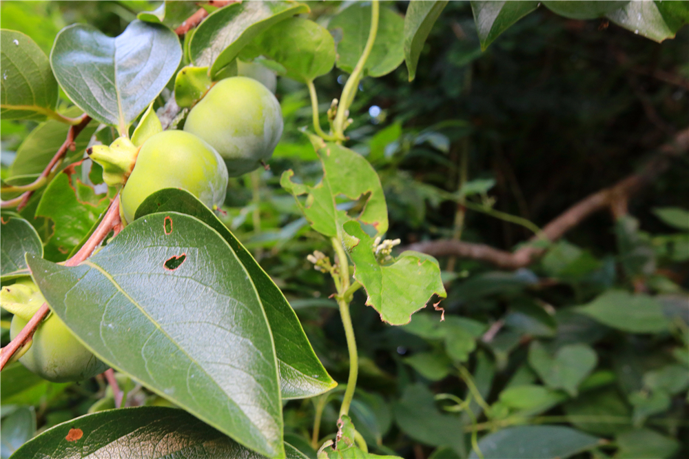 日本成田机场到市区最早几点,成田机场到东新宿