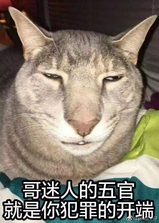 成都流浪猫割双眼皮后的图片,给流浪猫割双眼皮