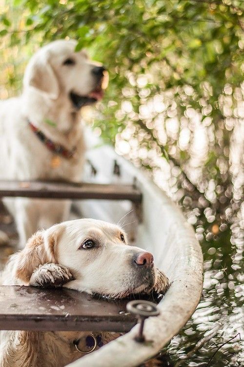 汪星人的治愈方法,不得不知的四个急救保命常识