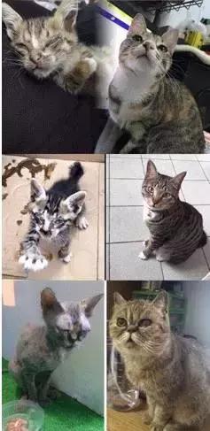 给流浪猫割双眼皮,成都流浪猫手术