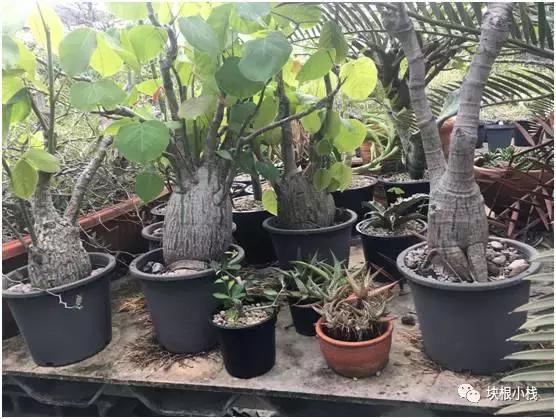 泰国多肉展会,仙人掌与多肉植物新品集粹