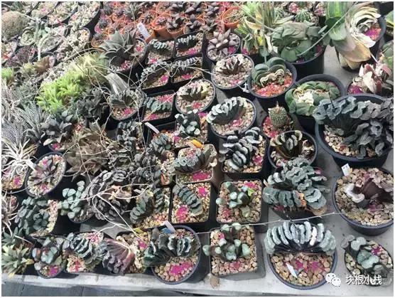 泰国多肉展会,仙人掌与多肉植物新品集粹