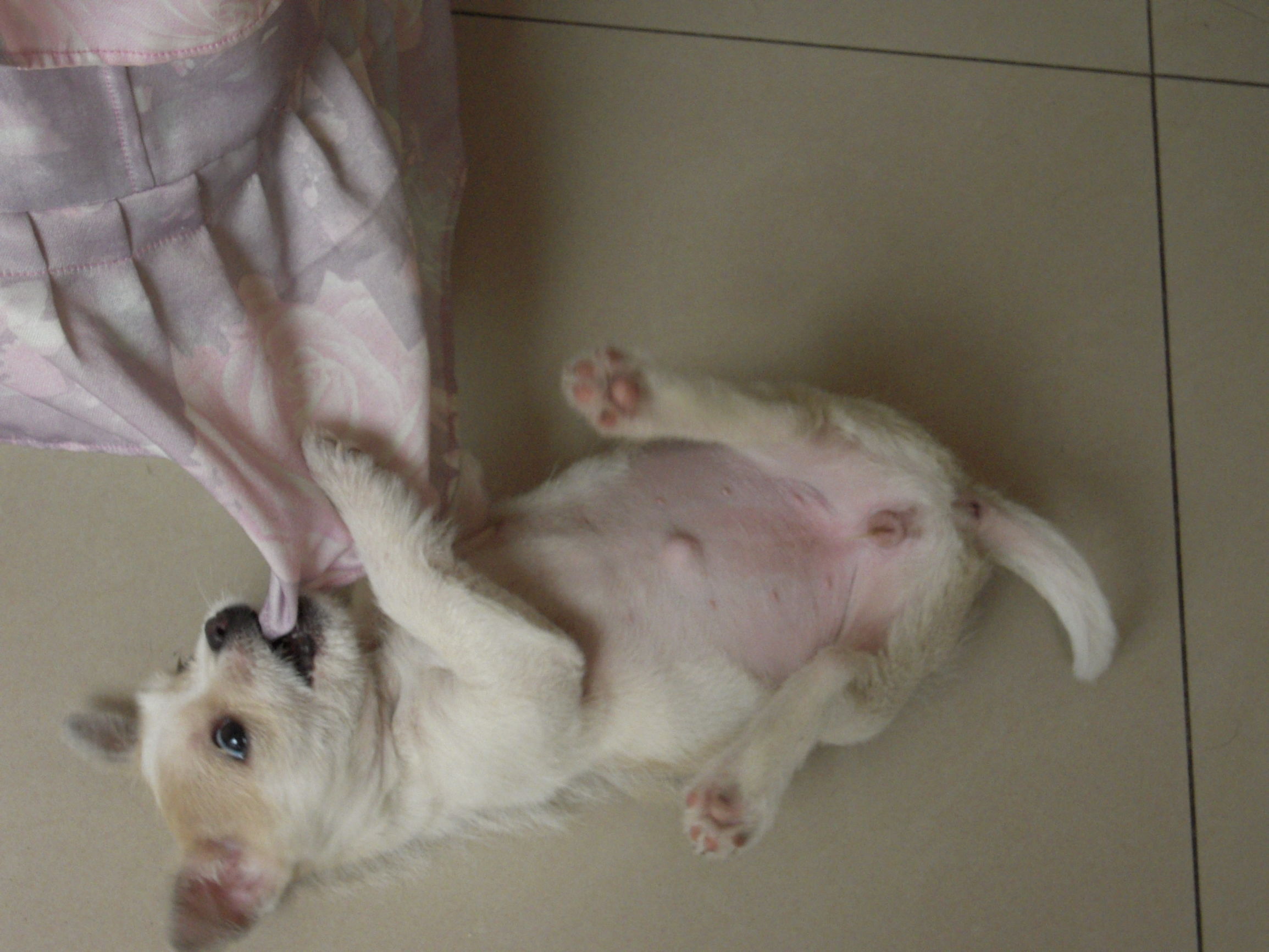 爱犬去世前祭拜视频,爱犬葬礼