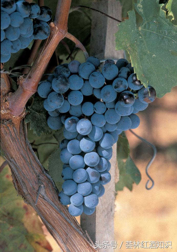 高质量意大利葡萄酒,意大利葡萄酒讲解视频