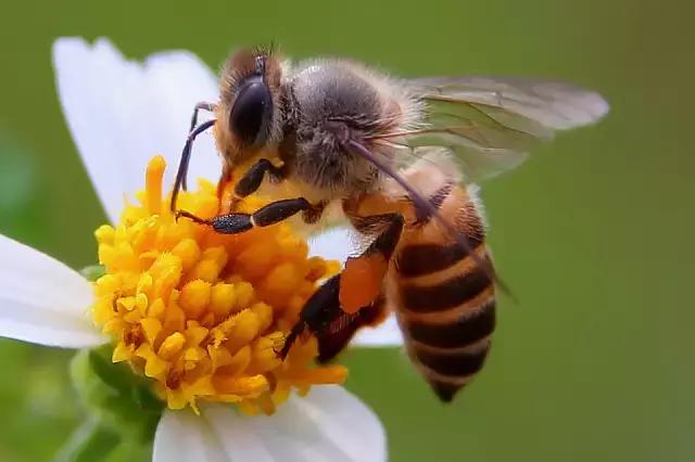野生蜂蜜有食用危险吗,野生蜂蜜好吗有什么作用