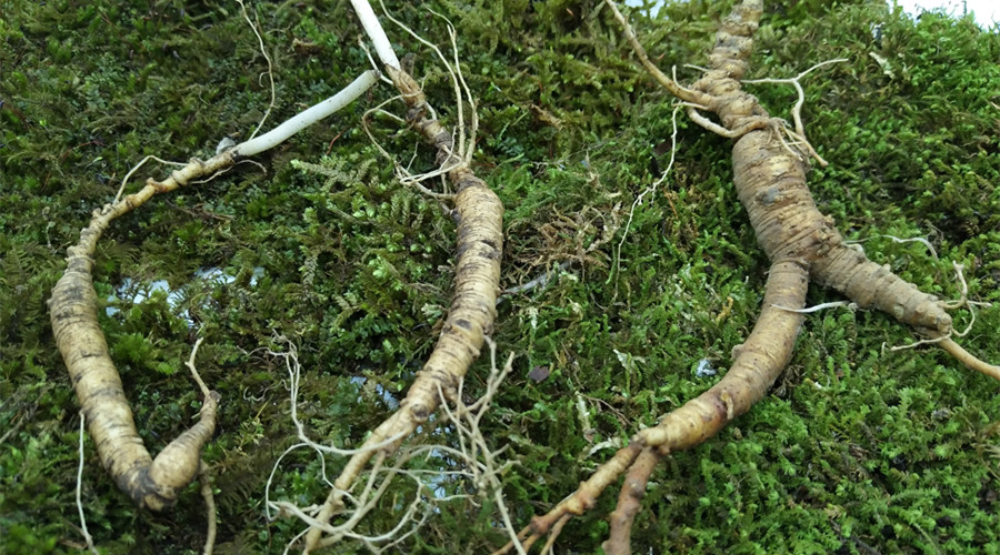 野山参和移山参是不是一样的 (移山参与野山参的区别是什么)