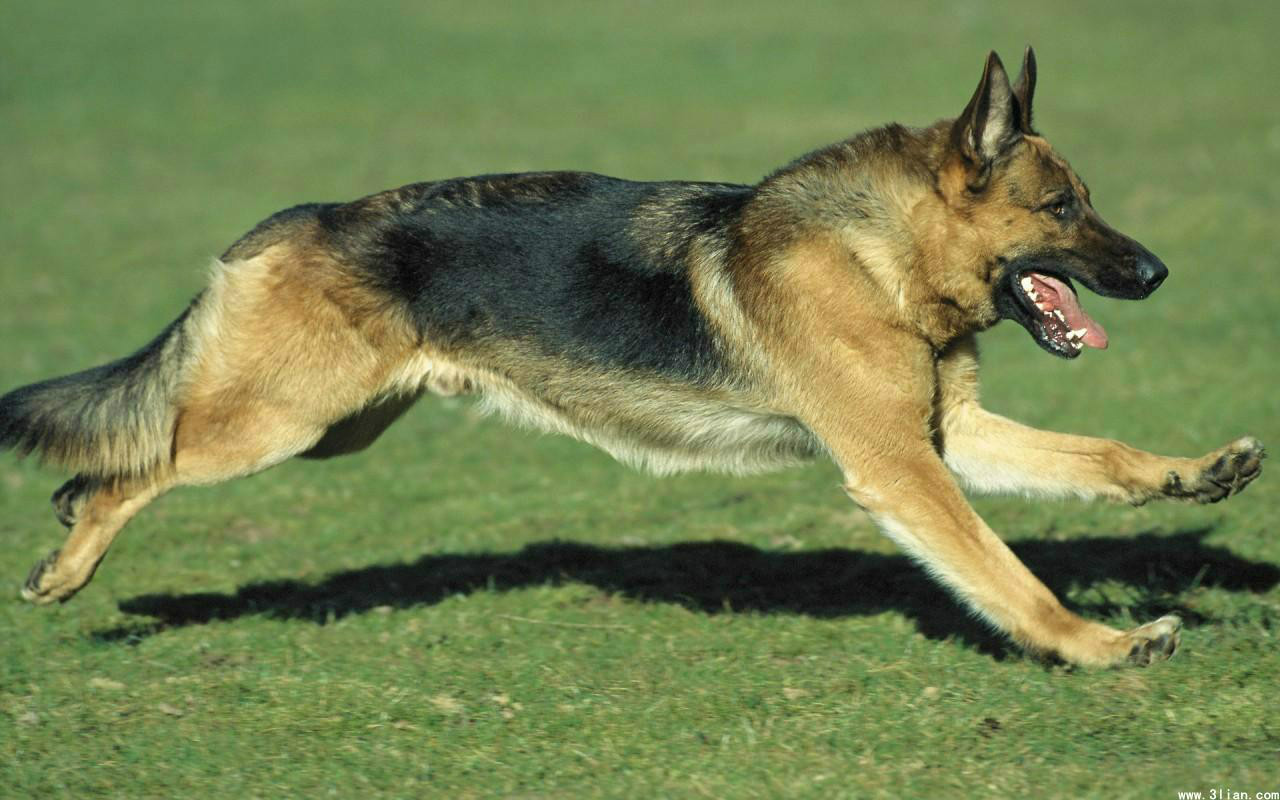 世界名犬排名前十名哪种最易训,十种名犬图及特色介绍