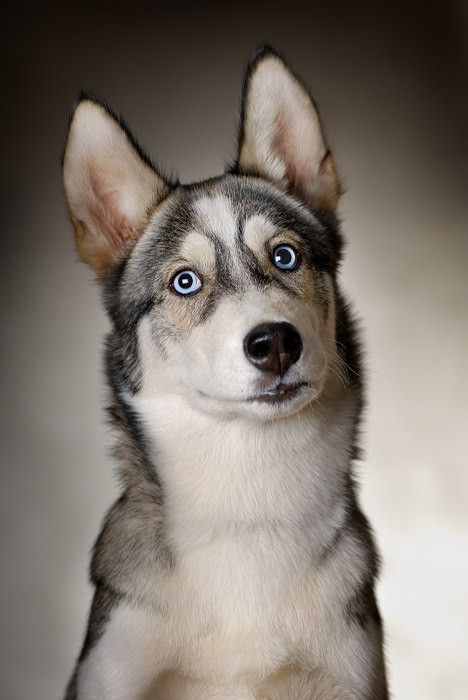 汪星人的治愈方法,不得不知的四个急救保命常识