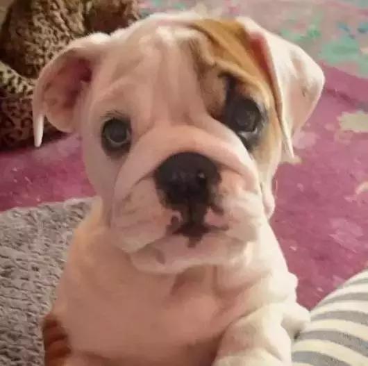 英斗怎么养,英斗如何养