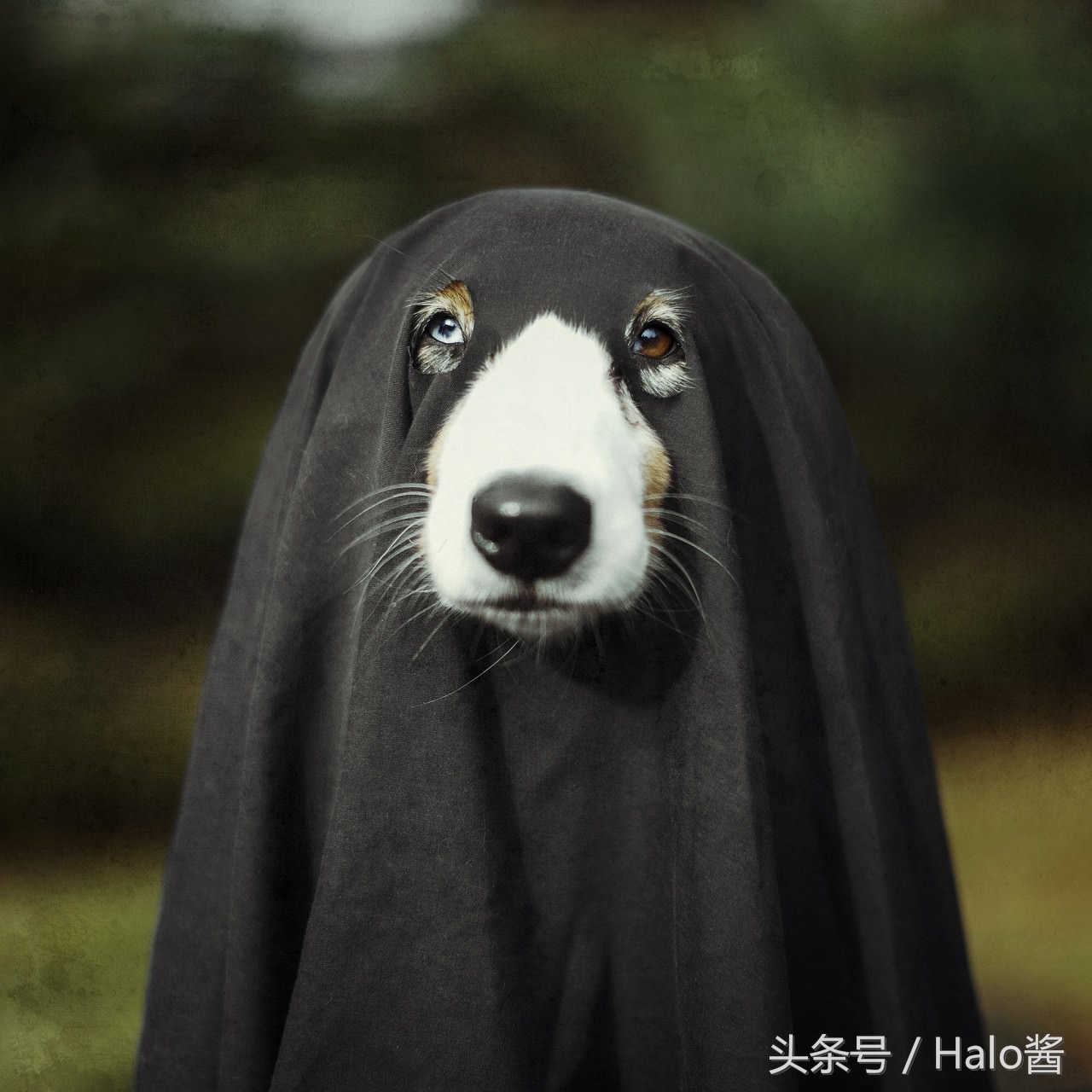 狗有阴阳眼能养吗,狗有阴阳眉