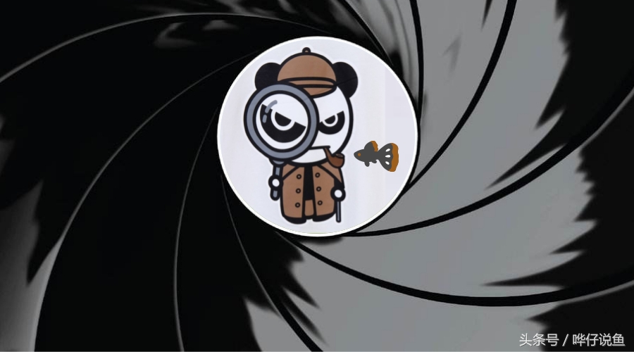 如何养好观赏鱼的正确方法,养观赏鱼新手入门教程视频