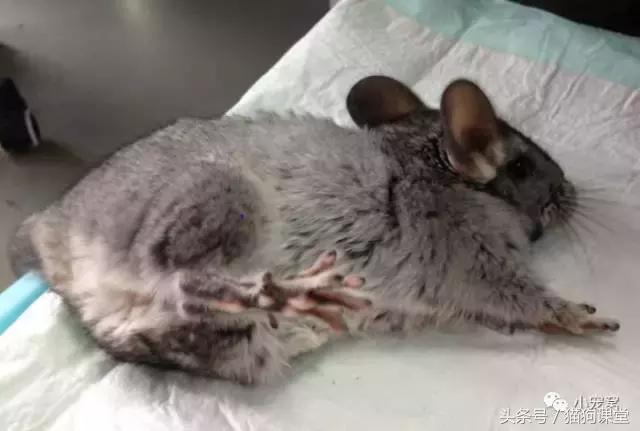 养龙猫安全吗,养龙猫最怕夏天热死吗