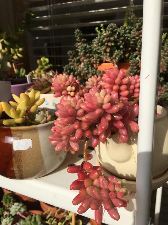 多肉植物澳大利亚墨尔本,墨尔本多肉