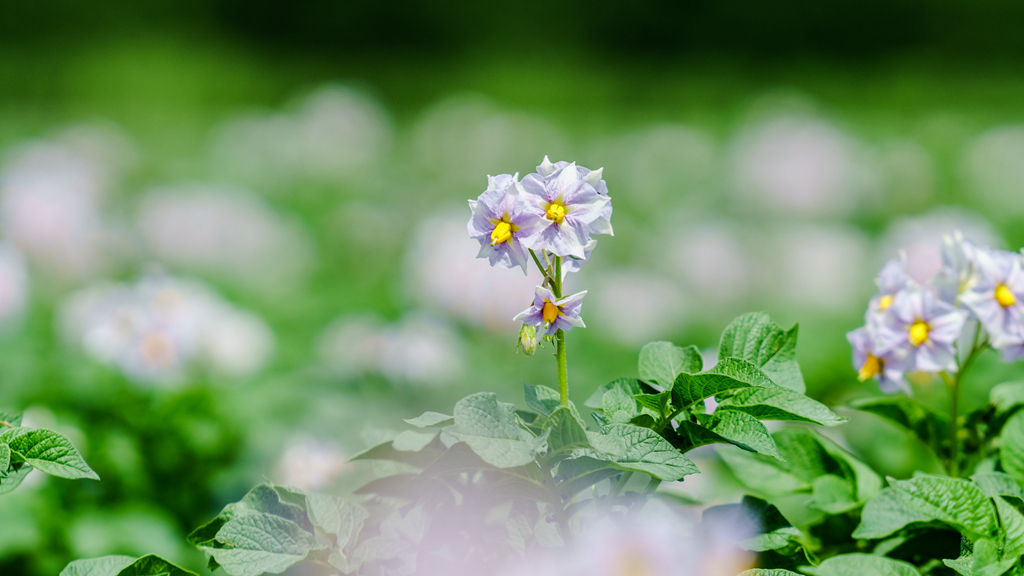 澶忔棩棣欐皵鏃跺厜娓呮祬,澶忔棩棣欐皵鍞編鏃跺埢