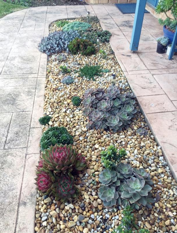 墨尔本多肉植物,多肉植物墨尔本