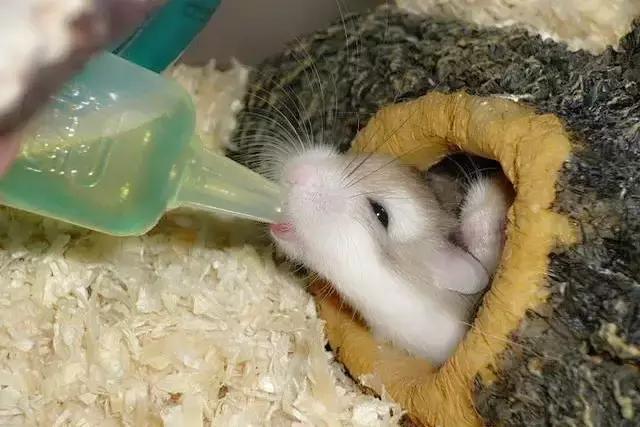 仓鼠中暑了好像死掉了怎么办,布丁仓鼠中暑了该怎么办