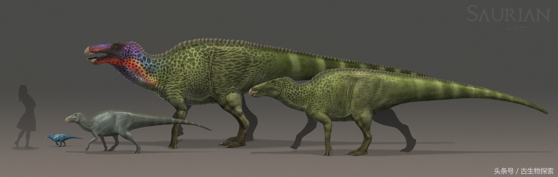 白垩纪的超级鸭嘴龙类，比霸王龙还要大！