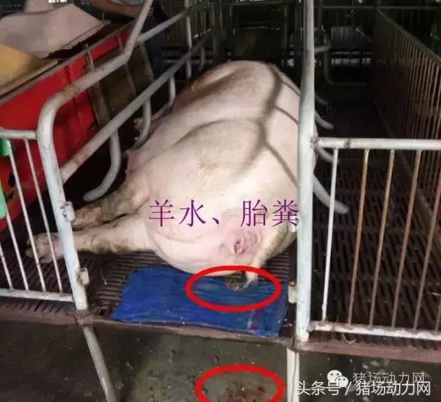 母猪难产接产步骤方法,母猪生产是死胎生产慢怎么办