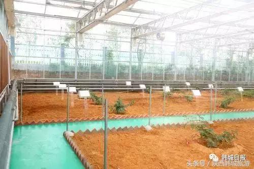 韩城最好的花椒产业园 (韩城花椒产业园区)