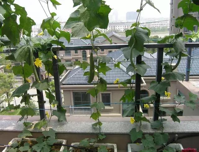 自家阳台上种的无公害绿叶菜,绿色蔬菜的种植方式是什么