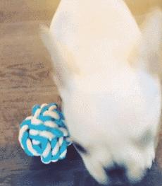 一梦谈狗：听说你喜欢法国斗牛犬，那你了解它么？