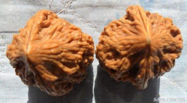 桃心和鸡心形状一样吗,桃心和鸭嘴鸡心有什么区别