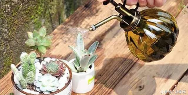 夏天招蚊子的绿植,绿植除虫小妙招