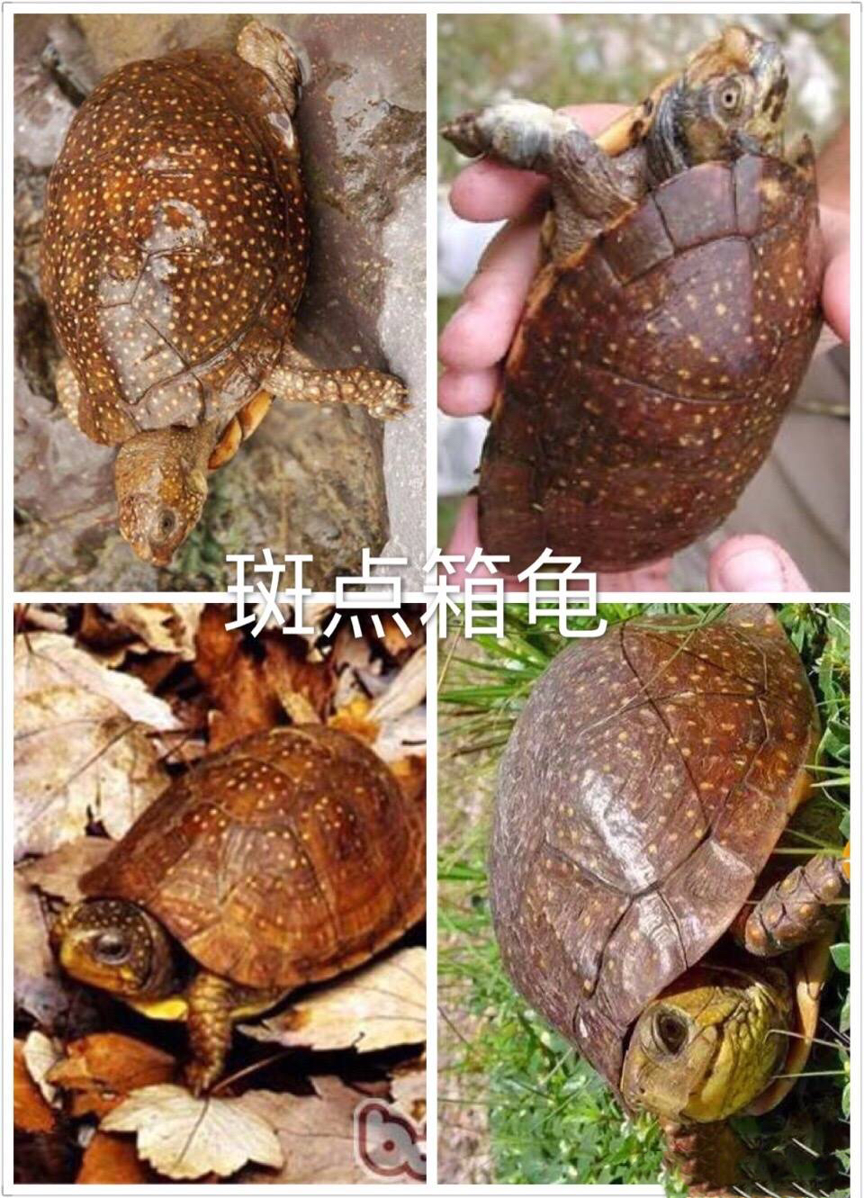 箱龟怎么区分品种,箱龟种类大全