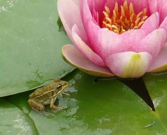 稻花香里说丰年诗词讲解,稻花香里说丰年听取蛙声一片500字