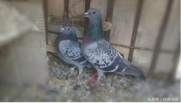 信鸽歪脖最有效的治疗药物正品,信鸽歪脖