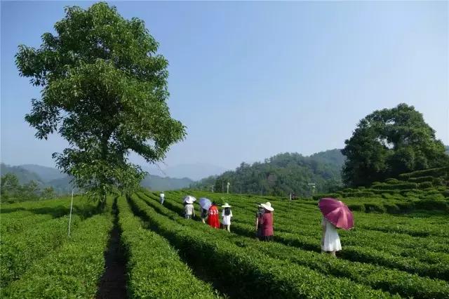 小产区祥源茶,小产区祥源茶礼盒