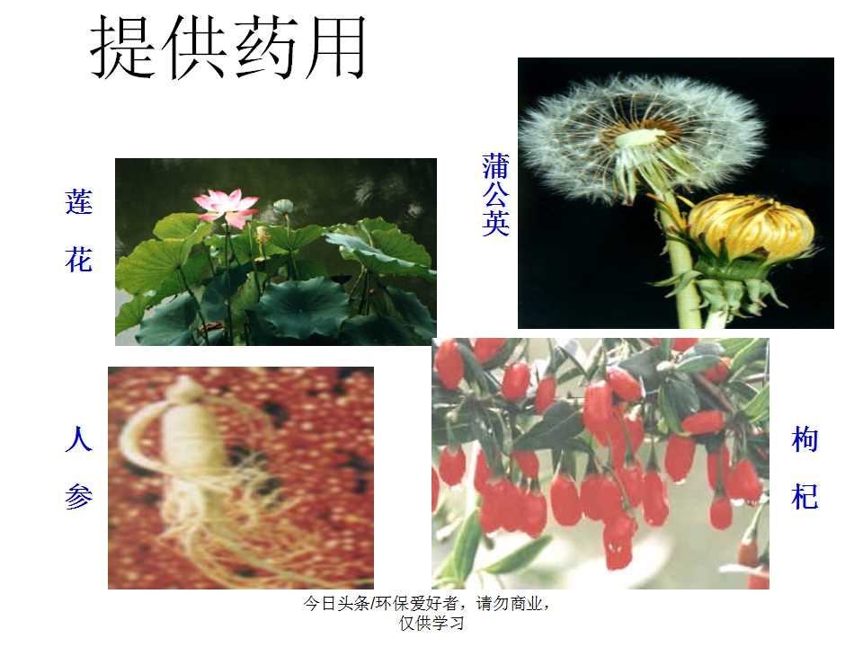 认识植物从身边开始,认识植物的根茎叶各个部分