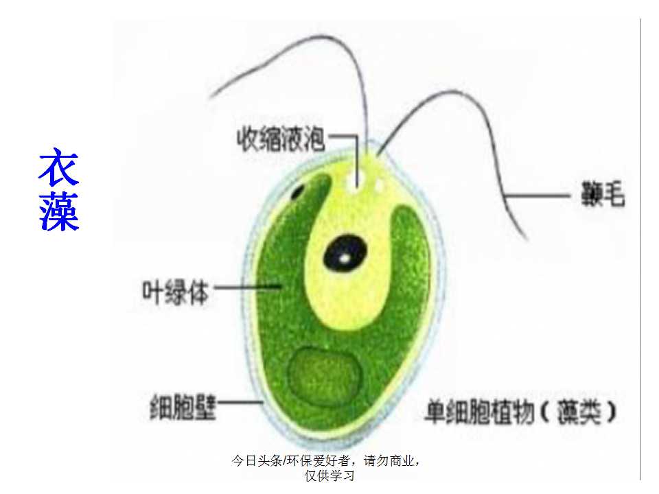 认识植物从身边开始,认识植物的根茎叶各个部分