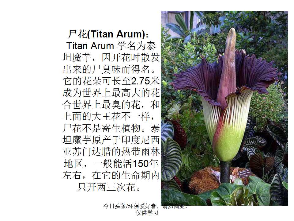 认识植物从身边开始,认识植物的根茎叶各个部分