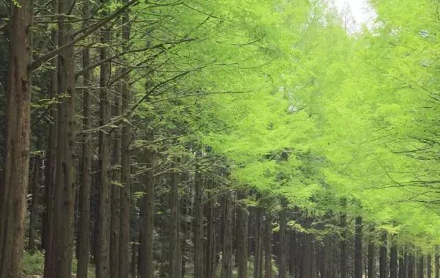 走进树林会感觉空气清新为什么呢,走进红杉林感受不一样