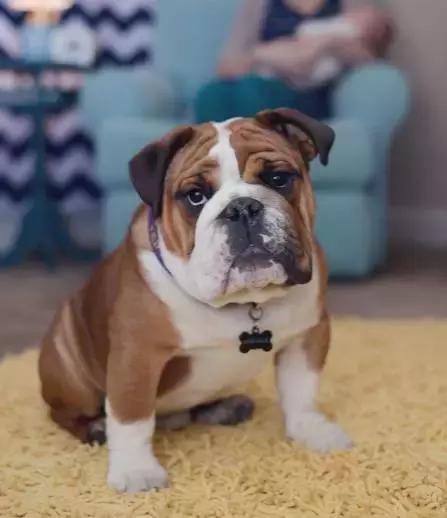 斗牛犬产前征兆,法国斗牛犬小崽平胸怎么预防