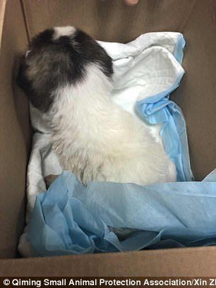 狗狗截肢后狗狗反应,没满月的小狗狗摔地上了