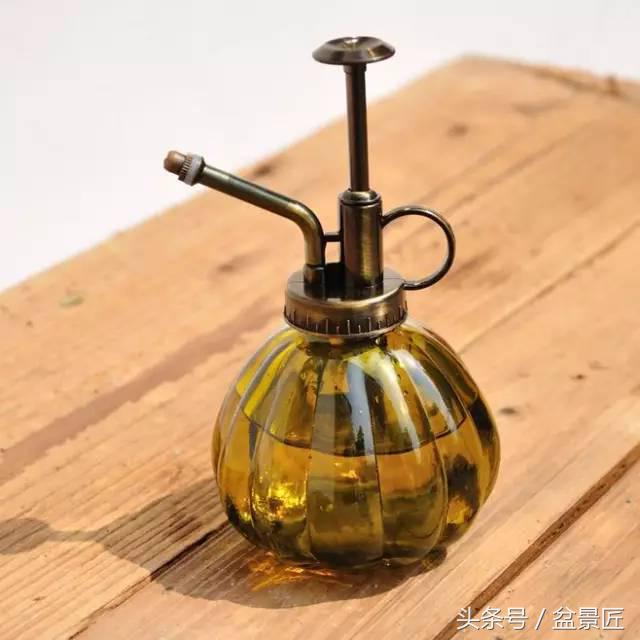 夏天招蚊子的绿植,绿植除虫小妙招