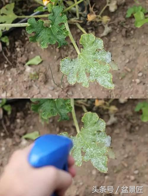 夏天招蚊子的绿植,绿植除虫小妙招