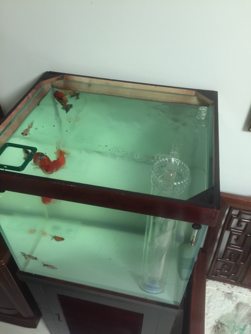 鱼缸diy用什么石头,鱼缸diy制作30元