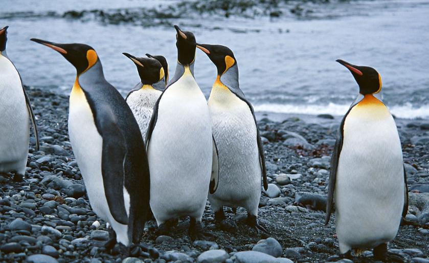 自媒体企鹅号怎么提高日发视频数,企鹅号文章怎么提高推荐量