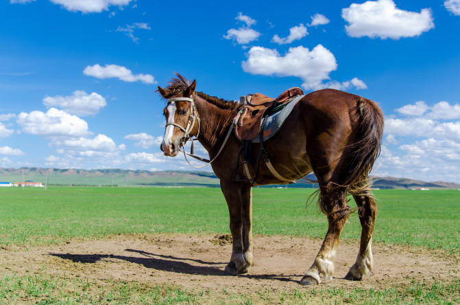 天堂草原锡林郭勒歌词及对白,真正的内蒙古锡林郭勒大草原