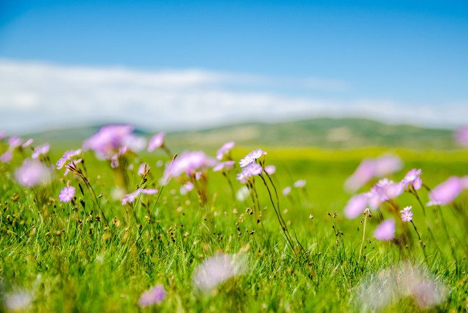 天堂草原锡林郭勒歌词及对白,真正的内蒙古锡林郭勒大草原
